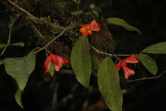 Euonymus indicus